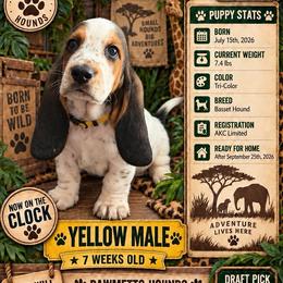 Yellow - Black white and brown male Basset Hound puppy in Columbia, South Carolina from Pawmetto Hounds