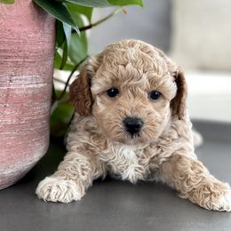 Maltipoo, Shichon, and Shihpoo Puppies from Timbercreek Puppies