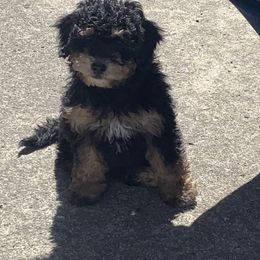Bernedoodle Puppies from Mini Bernedoodle Babies- Indiana