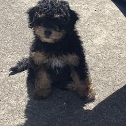 Bernedoodle Puppies from Mini Bernedoodle Babies- Indiana