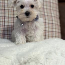 Miniature Schnauzer Puppies from I & J Miniature Schnauzers