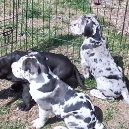 Great Danes from Waldhaus