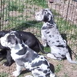 Great Danes from Waldhaus