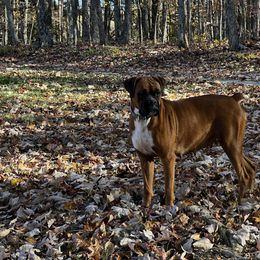 Teeter - Boxer