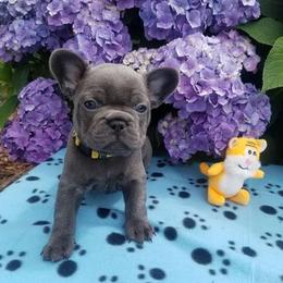 French Bulldog Puppies from Blue Cedar Kennels