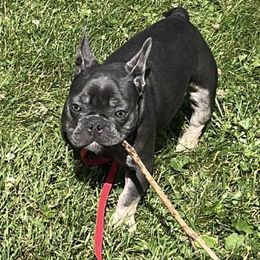 French Bulldogs from Samantha Smethers' Frenchies