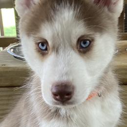 Siberian Husky Puppies from TRUHUSKY SIBERIANS