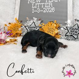 Confetti - Phantom female Maltipoo puppy in Kula, Hawaii from Toy Poodle & Maltipoo Maui