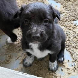 Girl 3 - Black and white female Border Collie puppy in Oroville, California from Coalcyn Kennels