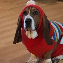 Basset Hounds from Serenity Basset Hounds of Minnesota