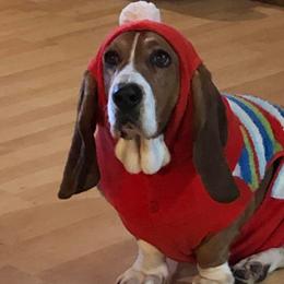 Basset Hounds from Serenity Basset Hounds of Minnesota