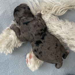 Sheepadoodle Puppies from Sarah Pearl’s Mini Sheepadoodles
