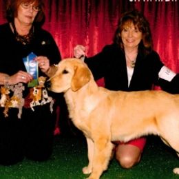 Golden Retrievers from Rosebrook Goldens