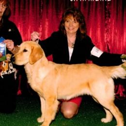 Golden Retrievers from Rosebrook Goldens
