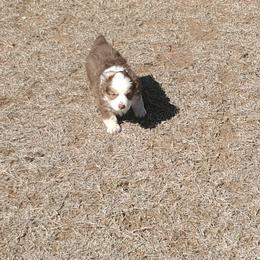 Miniature Australian Shepherd and Toy Australian Shepherd Puppies from Schwandt Toy Mini Aussies