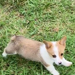 Pembroke Welsh Corgi Puppies from Red Elephant Farms