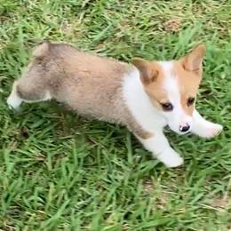 Pembroke Welsh Corgi Puppies from Red Elephant Farms