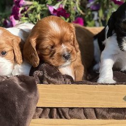 Cavalier King Charles Spaniels from Royal Country Cavaliers of Missouri