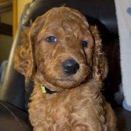 Yellow Collar - Red  female Goldendoodle puppy in Winchester, Tennessee from Mahaffey’s Doodles