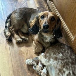 Dachshund and Pembroke Welsh Corgi Puppies from Three K Miniature Dachshunds