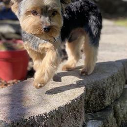 Alex - Yorkshire Terrier