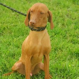 Cooper - Vizsla