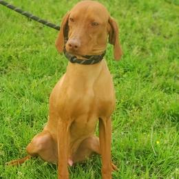 Cooper - Vizsla