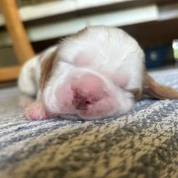 Banana - Lemon and white female English Springer Spaniel puppy in Kellyton, Alabama from Wildwood