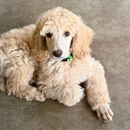 Kike - Apricot male Poodle puppy in Nipomo, California from Central Coast Standard Poodles & Cavaliers
