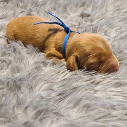 BLUE AKC - Red male Dachshund puppy in Mesa, Arizona from Diamondback Doxie