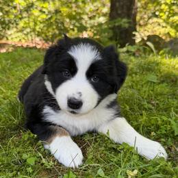 Salsa - Black tri-color female Australian Shepherd puppy in Tuftonboro, New Hampshire from Aussies Edge Farm