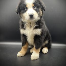 Echo - Black tri female Miniature Australian Shepherd puppy in Liberty, South Carolina from Alexander Canines