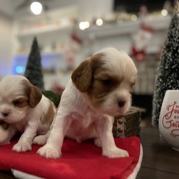 Cavalier King Charles Spaniel Puppies from Ridgefield Cavaliers