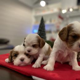 Cavalier King Charles Spaniel Puppies from Ridgefield Cavaliers