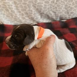 Orange Collar Male - Brown and gray male Wirehaired Pointing Griffon puppy in Sheldon, Vermont from Ole Poor Farm