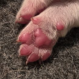 Basset Hound Puppies from Flopper Bopper Basset Hounds