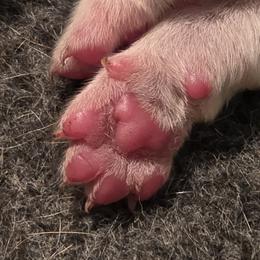Basset Hound Puppies from Flopper Bopper Basset Hounds