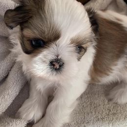 Shih Tzus from Simply Shih Tzu