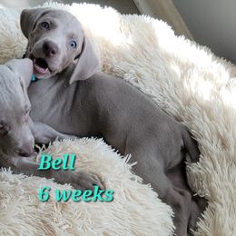 Light Blue Collar Female - Bell - Weimaraner puppy from Desert Rose Weimaraners
