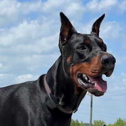 Doberman Pinschers from Von Hubbard Dobermann