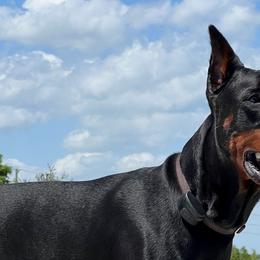 Doberman Pinschers from Von Hubbard Dobermann