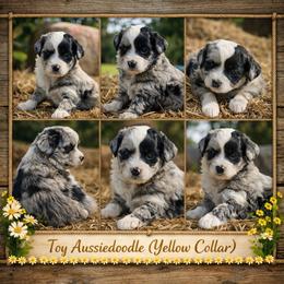 Yellow collar toy - Blue merle female Aussiedoodle puppy in 32046, Florida from River Hill Ranch