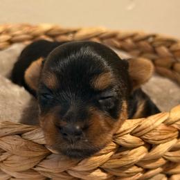 Sailor 1 - Black and gold male Yorkshire Terrier puppy in Los Angeles, California from 818 Yorkies