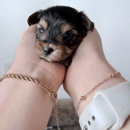 Betty - Black and tan female Yorkshire Terrier puppy in Elk Ridge, Utah from Janita's Yorkshire Terriers