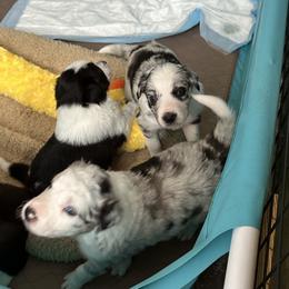 Border Collie Puppies from Roaring River Border Collies