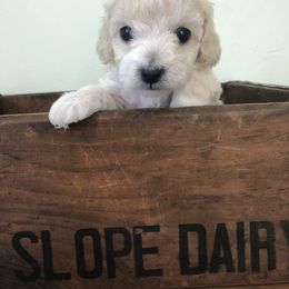 Poodle Puppies from Port Royal Poodles