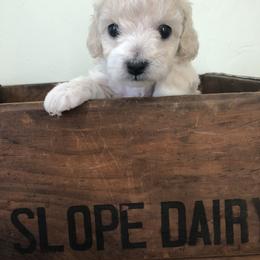 Poodle Puppies from Port Royal Poodles
