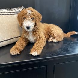 Bernedoodle, Boxer, Goldendoodle, Havapoo, and Poodle Puppies from Lady Paws Puppies