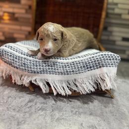 Mint - Cream female Poodle puppy in Twin Lake, Michigan from Paige's Poodles