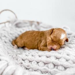 Socks - Apricot male Goldendoodle puppy in Jamestown, Kentucky from Milk & Honey Doodles